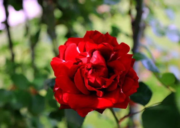 Apartment Lovely Tuscan Siena
