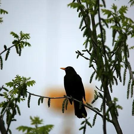 Lovely Tuscan Διαμέρισμα Σιένα
