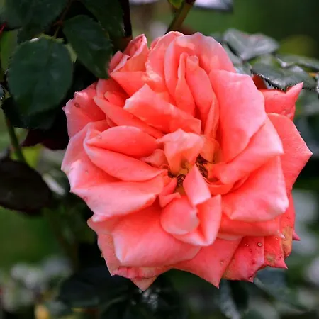 Lovely Tuscan * Σιένα