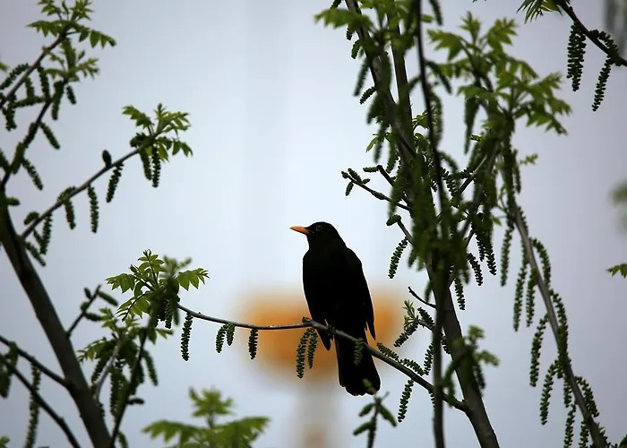 Lovely Tuscan Apartman Siena
