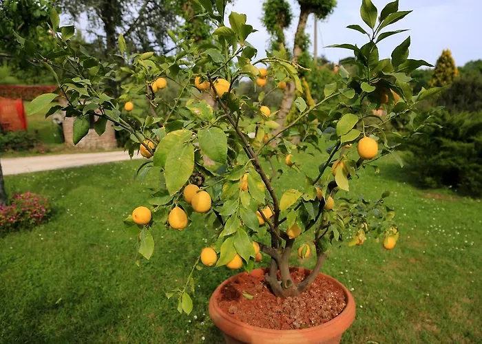 Lovely Tuscan 아파트 *