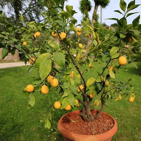 Lovely Tuscan Lägenhet *