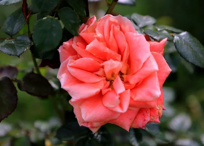 Lovely Tuscan * Σιένα